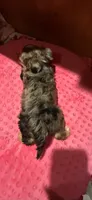 Denali, a female Yorkshire Terrier for sale in Alvord, IA – 10 of 10