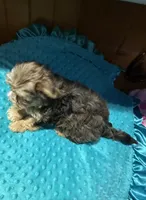 Bruce , a male Yorkshire Terrier for sale in Alvord, IA – 2 of 9
