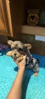 Sprinkles, a male Yorkshire Terrier for sale in Alvord, IA – 2 of 10