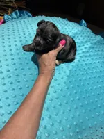 Bluey 2, a male Yorkshire Terrier for sale in Alvord, IA – 7 of 7