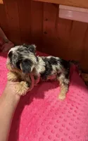 Jersey, a female Yorkshire Terrier for sale in Alvord, IA – 6 of 10
