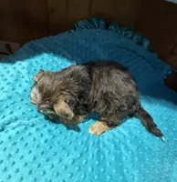 Winston, a male Yorkshire Terrier for sale in Alvord, IA – 4 of 7