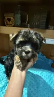 Mickey, a male Yorkshire Terrier for sale in Alvord, IA – 3 of 7