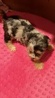 Jersey, a female Yorkshire Terrier for sale in Alvord, IA – 9 of 10