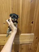Gizmo, a male Yorkshire Terrier for sale in Alvord, IA – 5 of 6