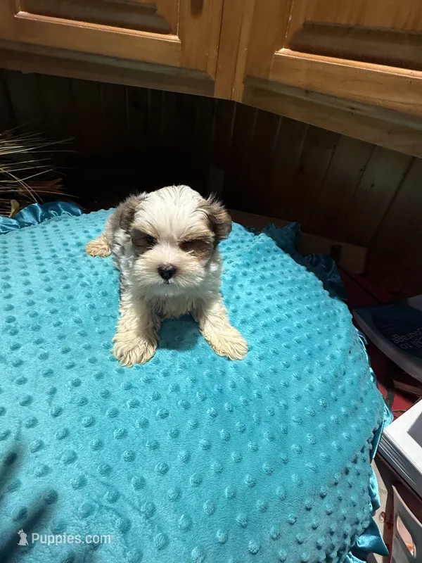 Harry – Yorkshire Terrier puppy for sale in Alvord, IA