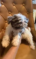 Dezi , a female Yorkshire Terrier for sale in Alvord, IA – 4 of 10