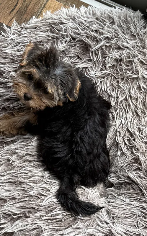Bailey Jr – Yorkshire Terrier puppy for sale in Alvord, IA