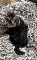 Bailey Jr, a female Yorkshire Terrier for sale in Alvord, IA – 1 of 10