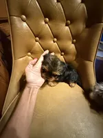 Max , a male Yorkshire Terrier for sale in Alvord, IA – 6 of 7