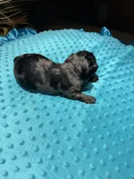 Bluey 2, a male Yorkshire Terrier for sale in Alvord, IA – 3 of 7
