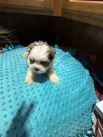 Harry, a male Yorkshire Terrier for sale in Alvord, IA – 5 of 8