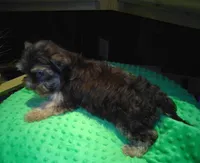 Chico, a male Yorkshire Terrier for sale in Alvord, IA – Photo 3 of 3