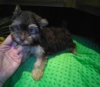 Chico, a male Yorkshire Terrier for sale in Alvord, IA – Photo 1 of 3