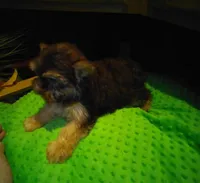 Chico, a male Yorkshire Terrier for sale in Alvord, IA – Photo 2 of 3