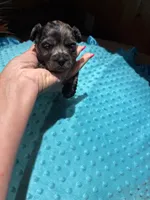 Bluey 2, a male Yorkshire Terrier for sale in Alvord, IA – 5 of 7