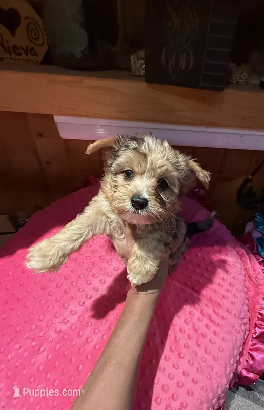 Ariel – Yorkshire Terrier puppy for sale in Alvord, IA