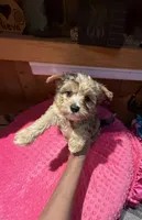 Ariel, a female Yorkshire Terrier for sale in Alvord, IA – 1 of 8
