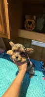 Sprinkles, a male Yorkshire Terrier for sale in Alvord, IA – 5 of 10