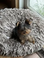 Diego, a male Yorkshire Terrier for sale in Alvord, IA – 3 of 10