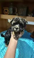 Mickey, a male Yorkshire Terrier for sale in Alvord, IA – 4 of 7