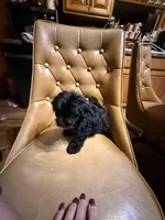 Luna, a female Yorkshire Terrier for sale in Alvord, IA – Photo 5 of 5