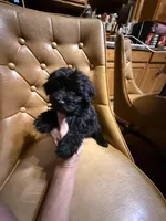 Luna, a female Yorkshire Terrier for sale in Alvord, IA – Photo 1 of 5