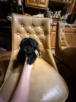 Luna, a female Yorkshire Terrier for sale in Alvord, IA – Photo 3 of 5