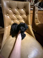 Luna, a female Yorkshire Terrier for sale in Alvord, IA – Photo 4 of 5