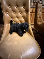 Luna, a female Yorkshire Terrier for sale in Alvord, IA – Photo 2 of 5