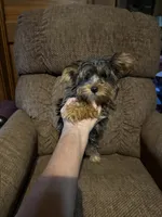 Diego, a male Yorkshire Terrier for sale in Alvord, IA – 6 of 10