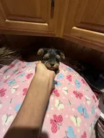 Bitsy, a female Yorkshire Terrier for sale in Alvord, IA – 5 of 7
