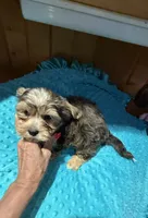 Winston, a male Yorkshire Terrier for sale in Alvord, IA – 6 of 7