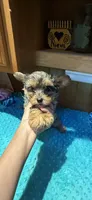 Sprinkles, a male Yorkshire Terrier for sale in Alvord, IA – 3 of 10