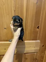 Gizmo, a male Yorkshire Terrier for sale in Alvord, IA – 4 of 6