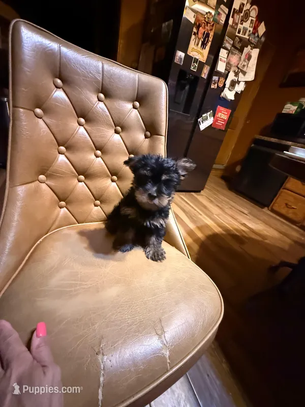 Dusty  – Yorkshire Terrier puppy for sale in Alvord, IA