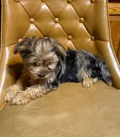 Chase, a male Yorkshire Terrier for sale in Alvord, IA – Photo 5 of 6