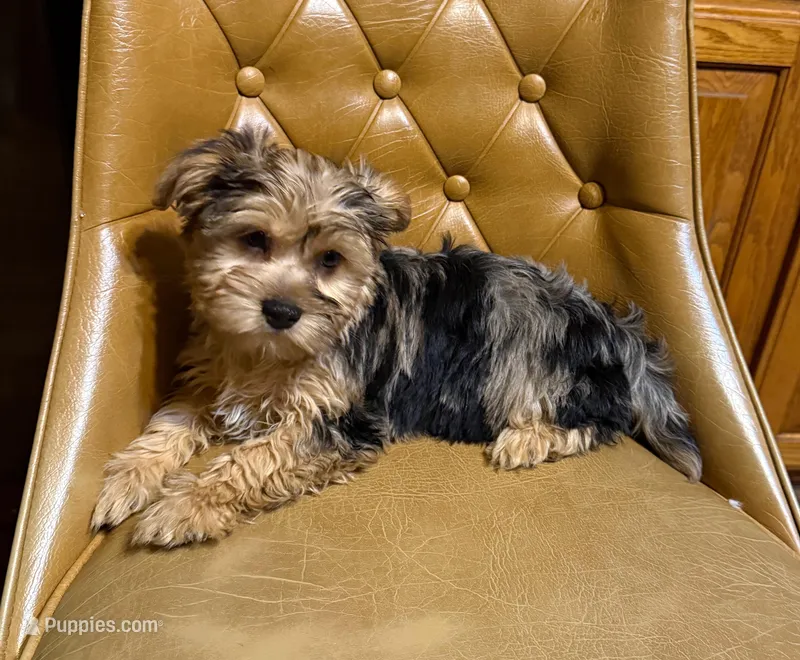 Chase – Yorkshire Terrier puppy for sale in Alvord, IA