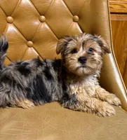 Chase, a male Yorkshire Terrier for sale in Alvord, IA – Photo 2 of 6