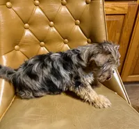 Chase, a male Yorkshire Terrier for sale in Alvord, IA – Photo 3 of 6