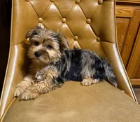 Chase, a male Yorkshire Terrier for sale in Alvord, IA – Photo 6 of 6