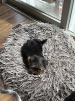 Bailey Jr, a female Yorkshire Terrier for sale in Alvord, IA – 8 of 10