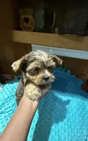 Winston, a male Yorkshire Terrier for sale in Alvord, IA – 2 of 7