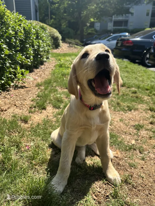 sage – Golden Retriever, Labrador Retriever puppy for sale in Roswell, GA