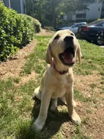 sage, a female Golden Retriever and Labrador Retriever for sale in Roswell, GA – 1 of 4
