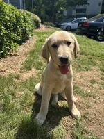 sage, a female Golden Retriever and Labrador Retriever for sale in Roswell, GA – 3 of 4