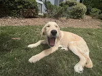 sage, a female Golden Retriever and Labrador Retriever for sale in Roswell, GA – 4 of 4