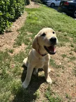 sage, a female Golden Retriever and Labrador Retriever for sale in Roswell, GA – 2 of 4