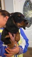 Thor, a male Miniature Dachshund for sale in Roanoke, VA – Photo 3 of 4
