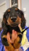 Thor, a male Miniature Dachshund for sale in Roanoke, VA – Photo 2 of 4